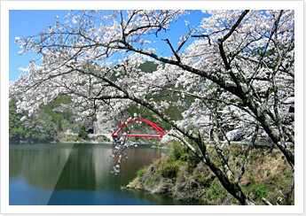 일본 후쿠오카현 야메시 벚꽃 사진