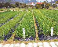 주산작물 친환경재배 소득화 개발 시험