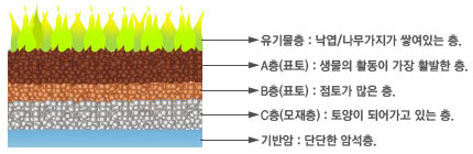 유기물층 : 낙엽/나무가지가 쌓여있는 층 /A층(표토) :생물의 활동이 가장 활발한 층 / B층(표토) : 점토가 많은 층 / C층(모재충) : 토양이 되어가고 있는 층 / 기반암 : 단단한 암석층