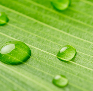 초록면에 물방울이 맺힌모습