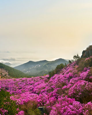 대금산진달래축제