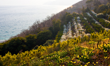 곶이의 산자락은 계단식으로 정리 되어있고, 곳곳에 식물과 꽃이 자라나있다.