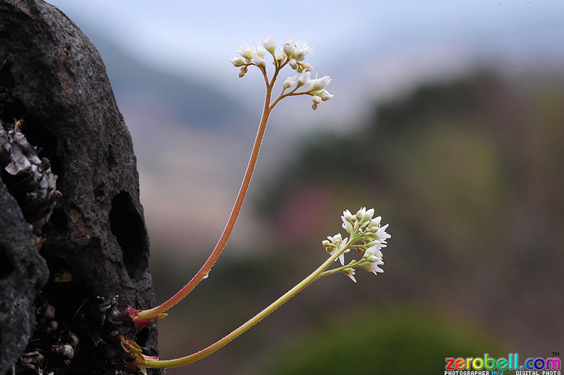 산방산 비원의 돌단풍