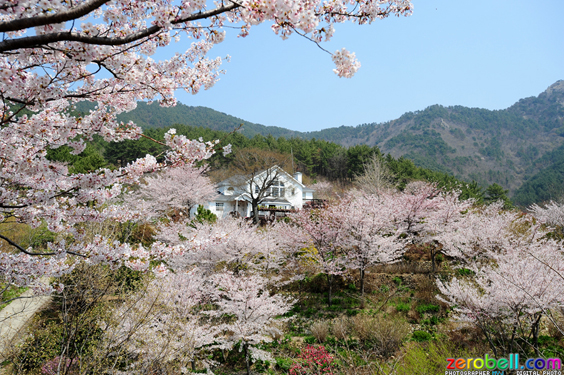 산방산 비원 식물원의 벚꽃 풍경