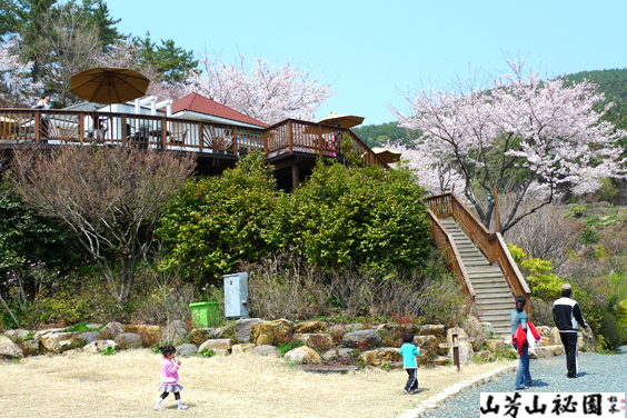 산방산 비원의 벚꽃풍경