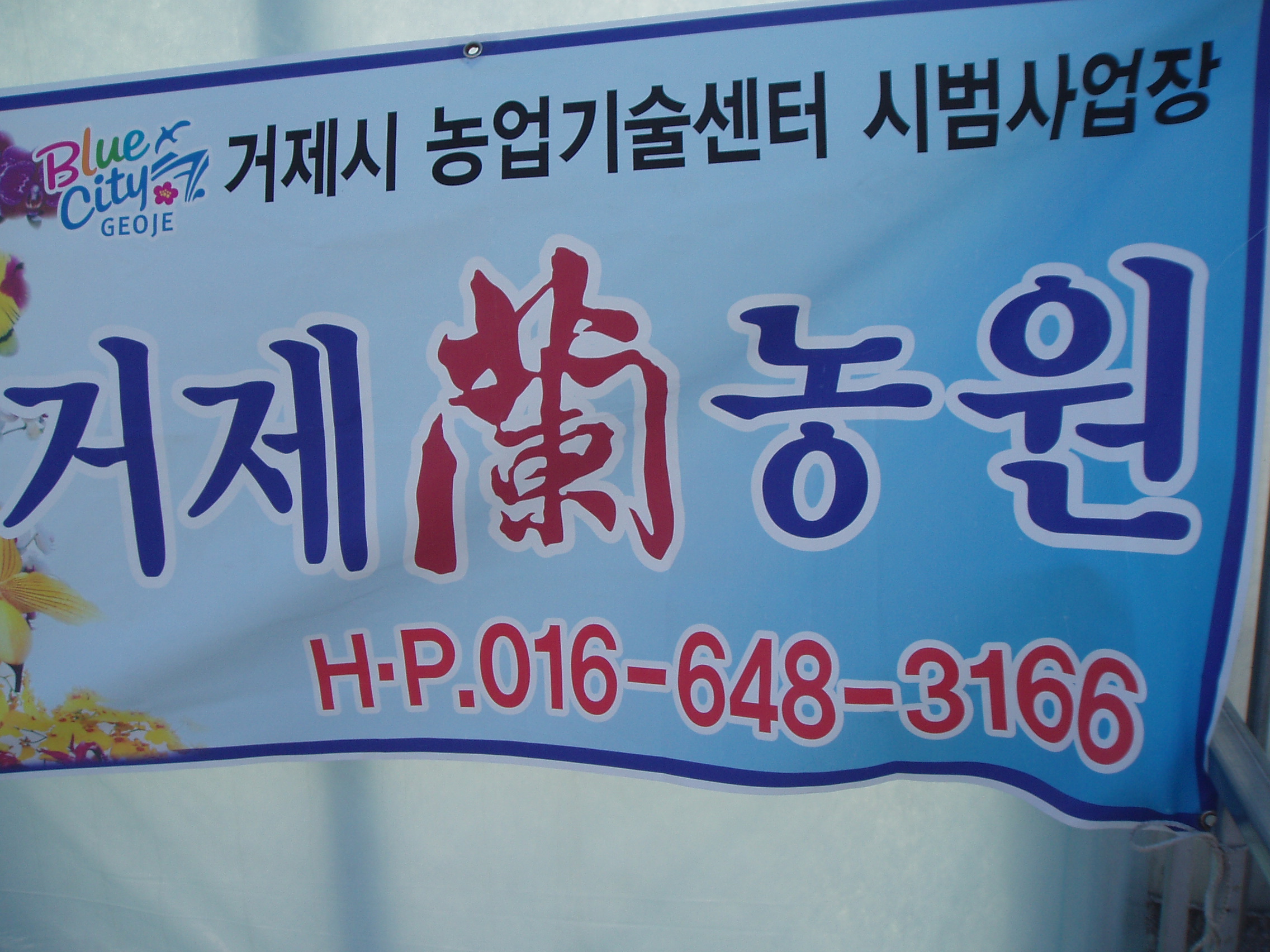거제 양란  출하  시작 입니다. 