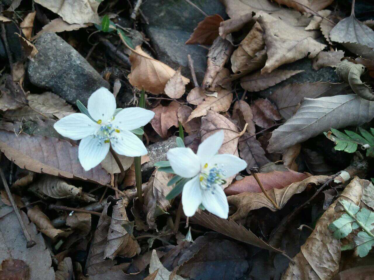 거제자연휴양림을 찾아 온 변산바람꽃 