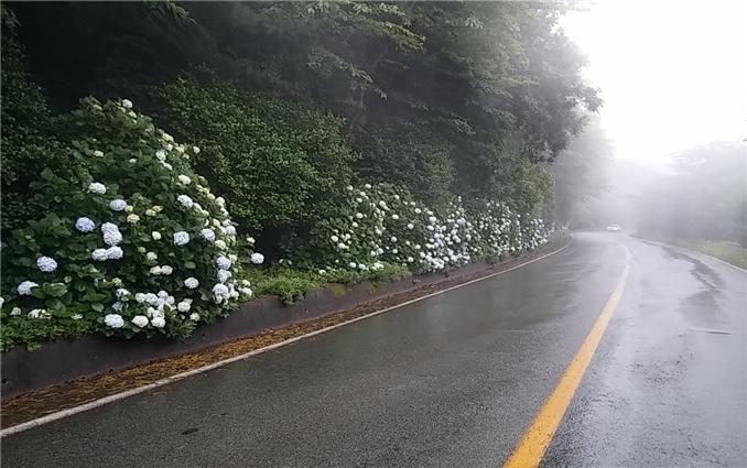 남부면 수국 이미지