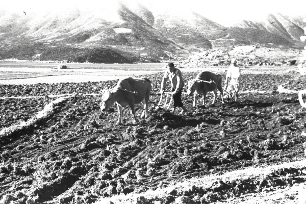 일제강점기 후반(주민들의 생업. 써레질하는 농부들)